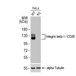 Integrin beta 1 / CD29 antibody [HL1255] (GTX636657)